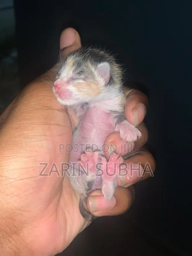 0-1 month Male Mixed Breed Maine Coon · Photo 1