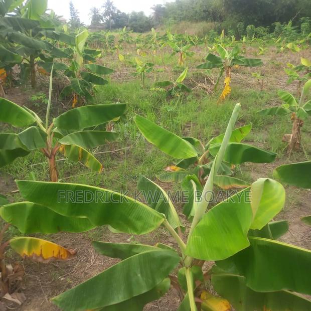3 Plots of Land for Sale at Asuoyeboah Tanoso · Photo 5