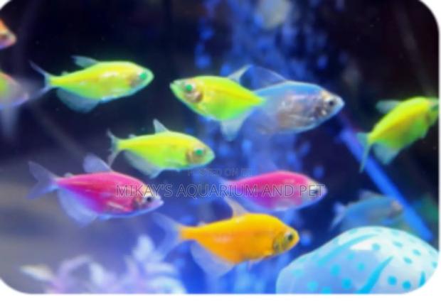 Tetra Aquarium Fishes · Photo 1