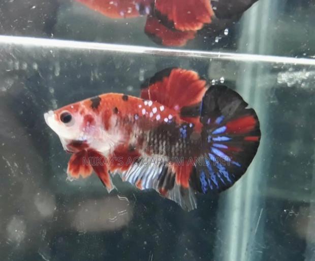 Galaxy Better Fish · Photo 1