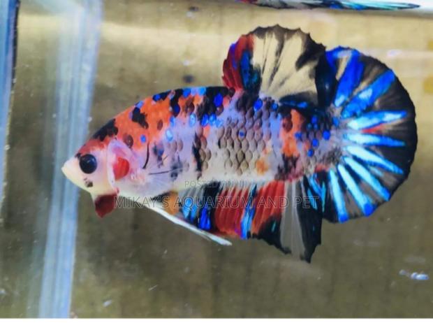 Galaxy Better Fish · Photo 2