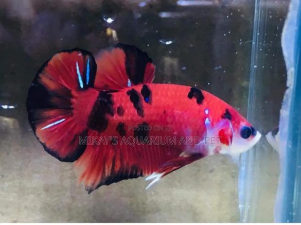 Galaxy Better Fish · Photo 3