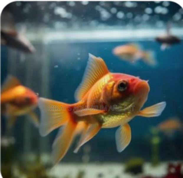Gold Fish for Aquarium · Photo 1