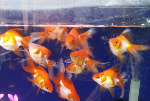 Run King Aquarium Fishes · Photo 1