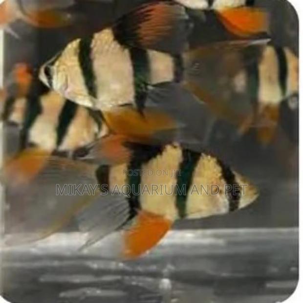 Tiger Barbs Aquarium Fishes · Photo 1