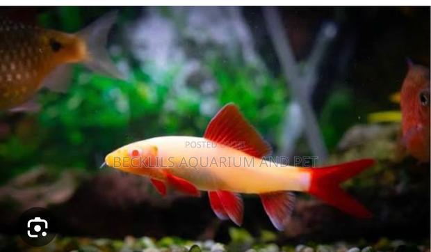 Red Tail Rainbow Shark · Photo 3