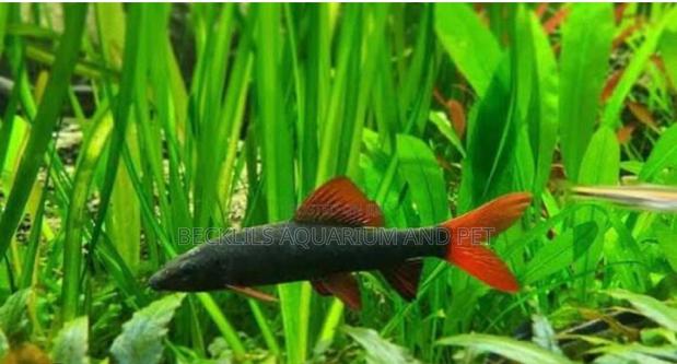 Red Tail Rainbow Shark · Photo 2
