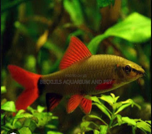 Red Tail Rainbow Shark · Photo 4