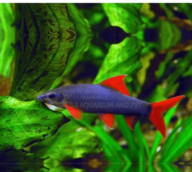 Red Tail Rainbow Shark · Photo 1