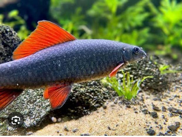 Red Tail Rainbow Shark · Photo 5