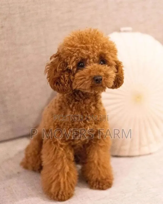 1-3 months Male Purebred Poodle · Photo 1