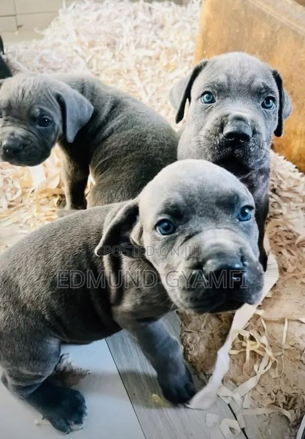 1-3 months Male Purebred Cane Corso · Photo 1