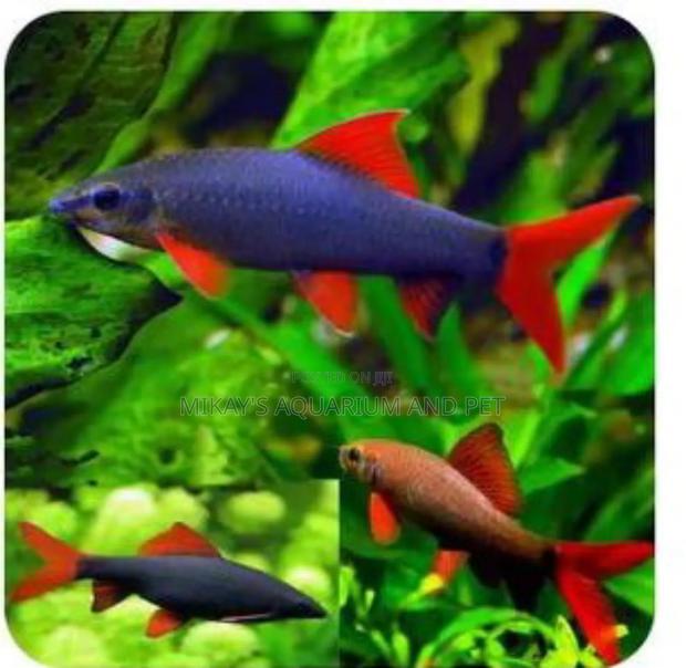 Rainbow Shark · Photo 1