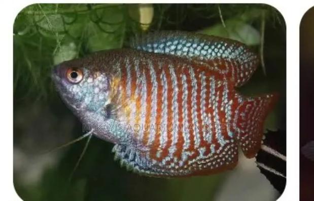 Gourami Aquarium Fishes · Photo 1
