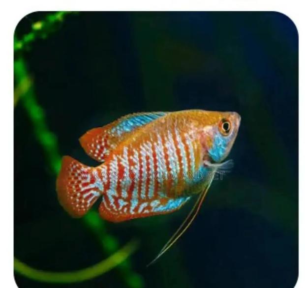Gourami Aquarium Fishes · Photo 2