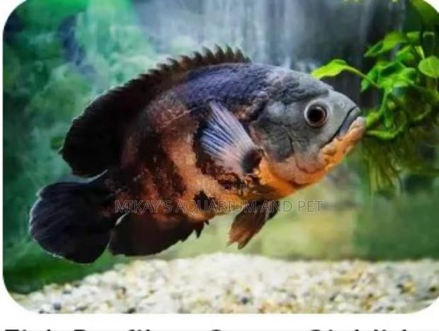 Oscar Aquarium Fishes · Photo 1