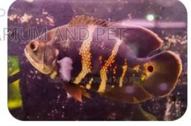 Oscar Aquarium Fishes · Photo 2