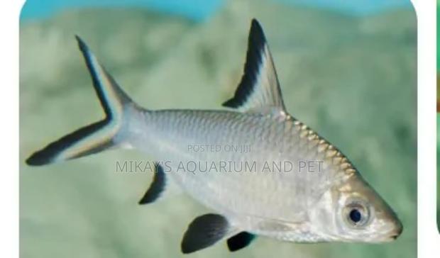 Silver Shark · Photo 1