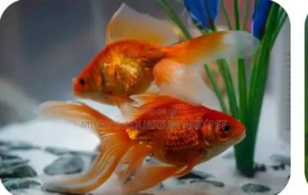 Fun Tail Fishes · Photo 1
