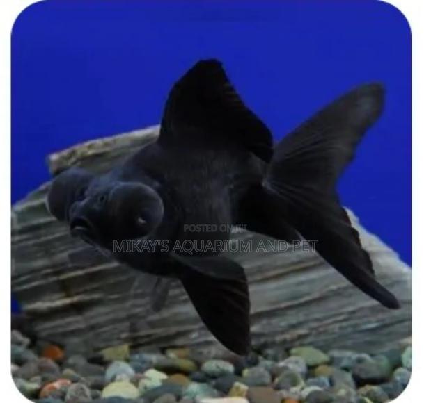 Blackmore Aquarium Fishes · Photo 1