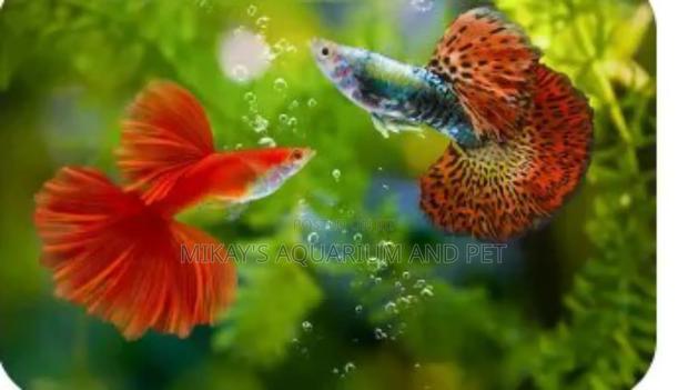 Guppies Fishes · Photo 1