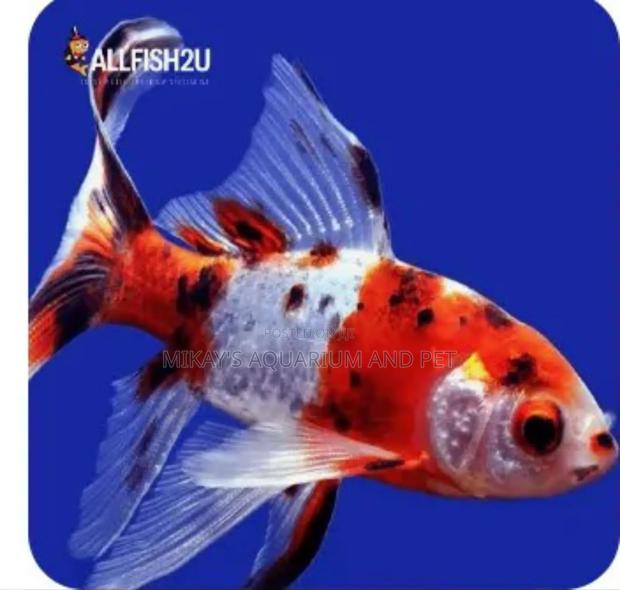 Calico Commet Fish · Photo 1
