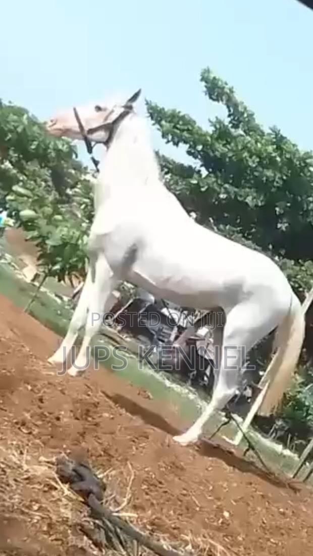 Horse (Pure Lipizzaner Breed)