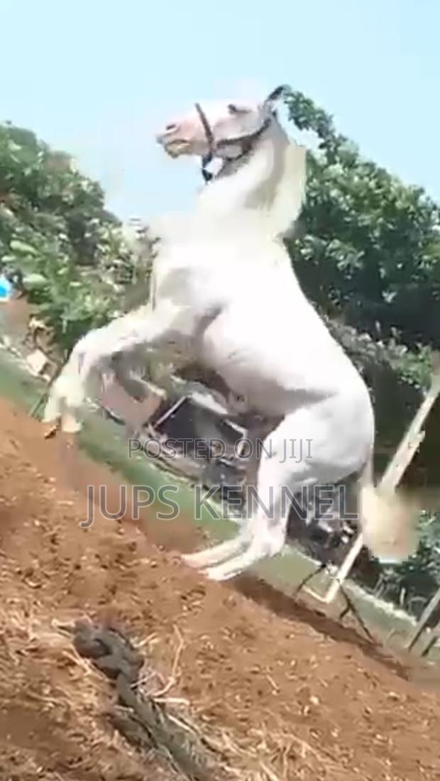 Horse (Pure Lipizzaner Breed) · Photo 2