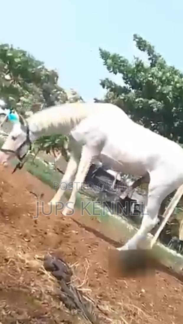 Horse (Pure Lipizzaner Breed) · Photo 4