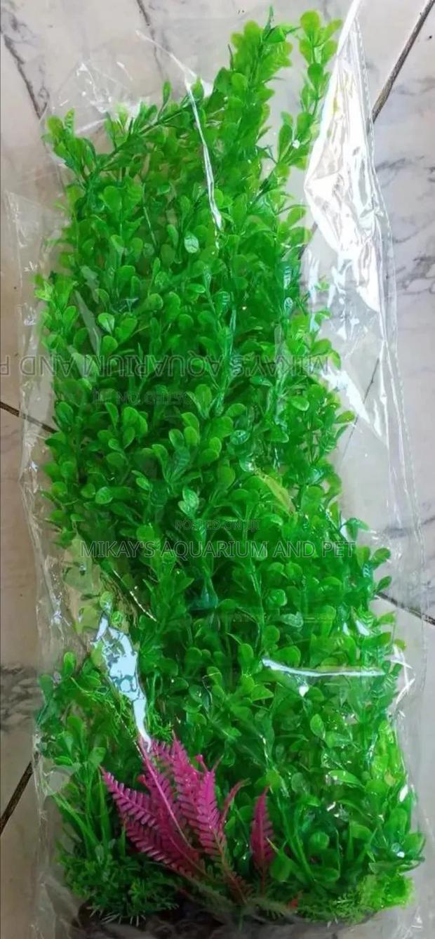 Long Aquarium Plant · Photo 2