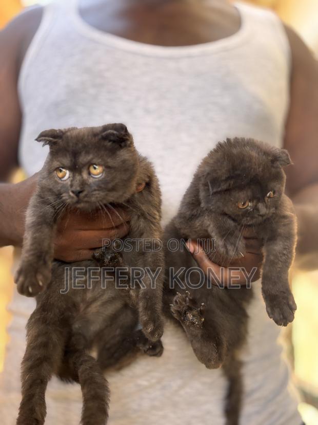 1-3 months Male Purebred Scottish Fold · Photo 2