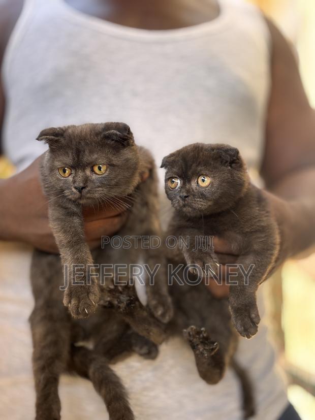 1-3 months Male Purebred Scottish Fold · Photo 1
