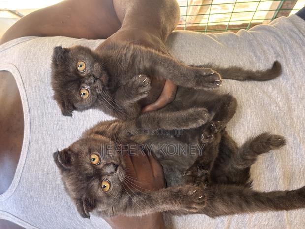 1-3 months Male Purebred Scottish Fold · Photo 3