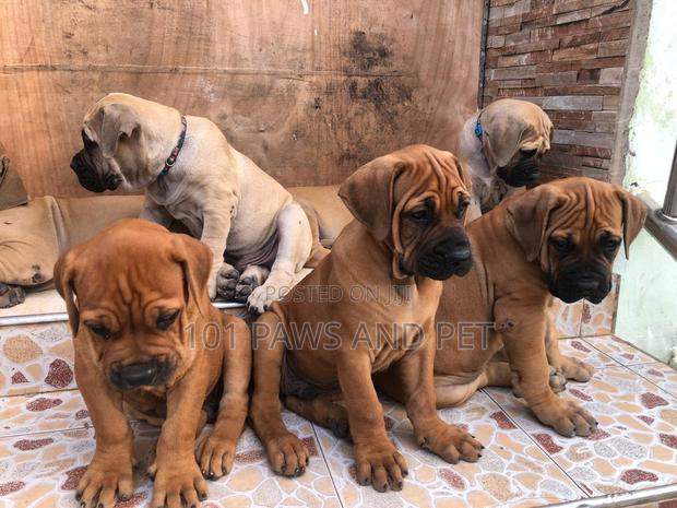 1-3 months Male Purebred Boerboel · Photo 1