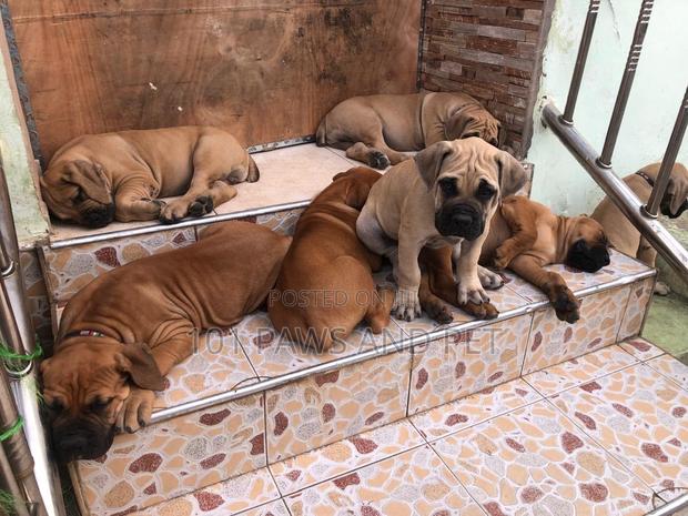 1-3 months Male Purebred Boerboel · Photo 2