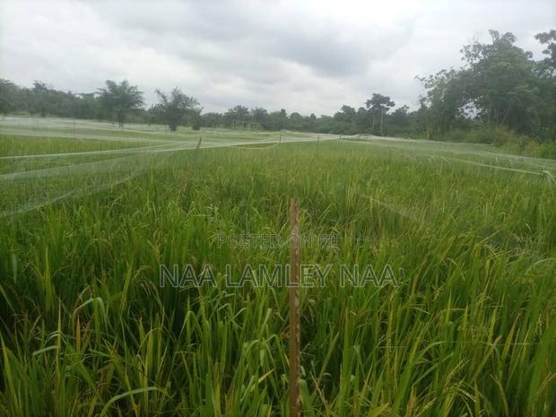 Commercial Farm and a Two Bedroom Farm for Sale at Kumasi. · Photo 1