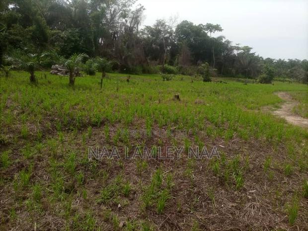 Commercial Farm and a Two Bedroom Farm for Sale at Kumasi. · Photo 2