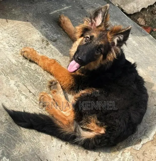 3-6 months Male Purebred German Shepherd · Photo 1