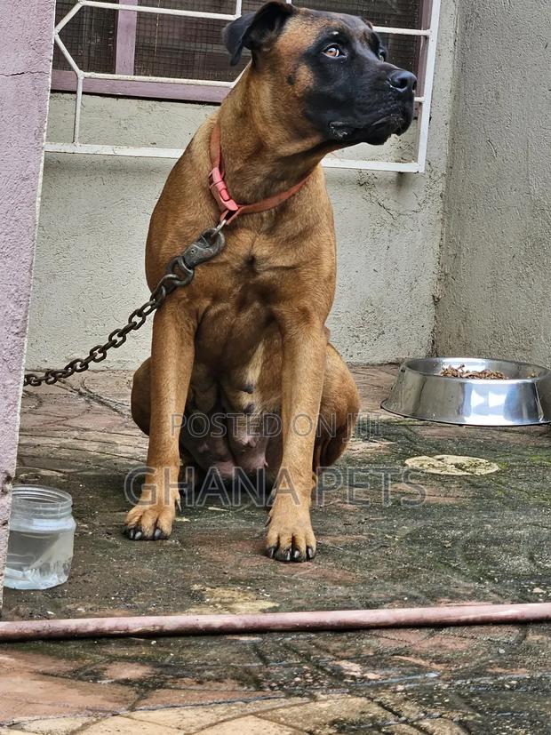 6-12 months Female Purebred Boerboel · Photo 2