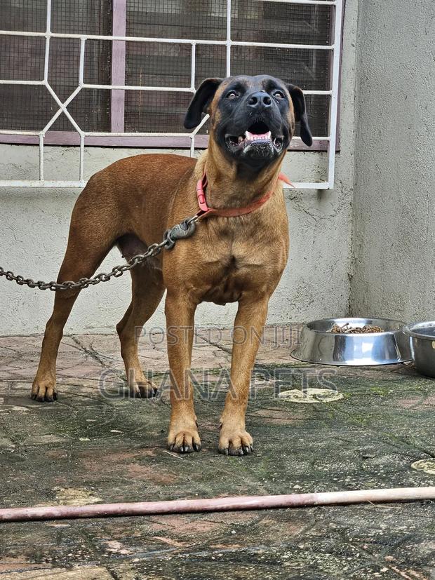 6-12 months Female Purebred Boerboel · Photo 3