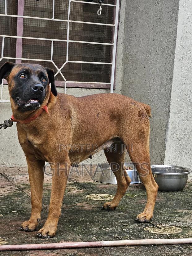 6-12 months Female Purebred Boerboel · Photo 4