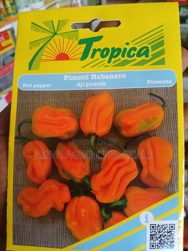 Habanero Pepper (Yellow Pepper) Seeds · Photo 1