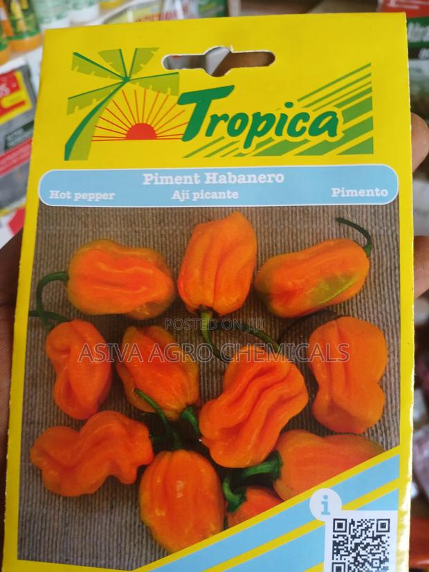 Habanero Pepper (Yellow Pepper) Seeds · Photo 2