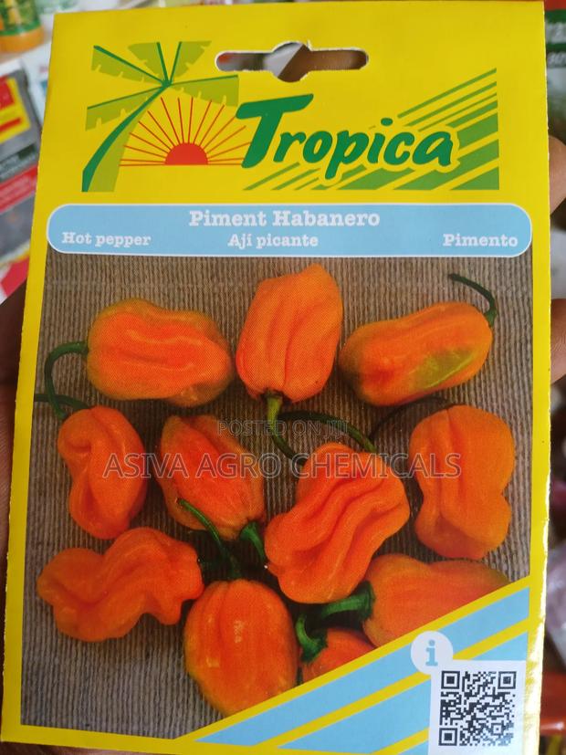 Habanero Pepper (Yellow Pepper) Seeds · Photo 3