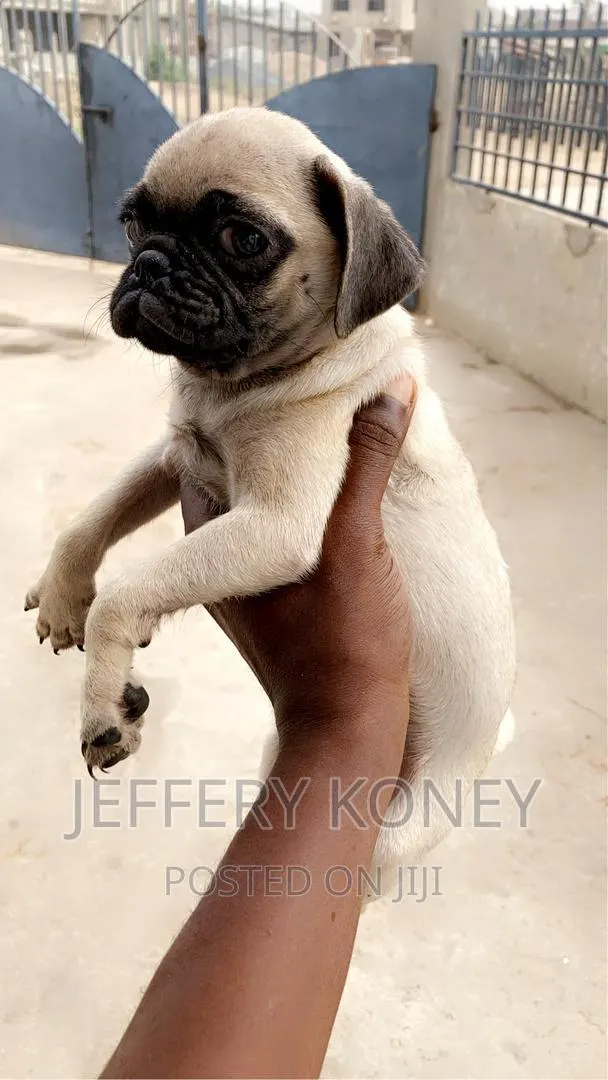 1-3 months Female Purebred Pug · Photo 1