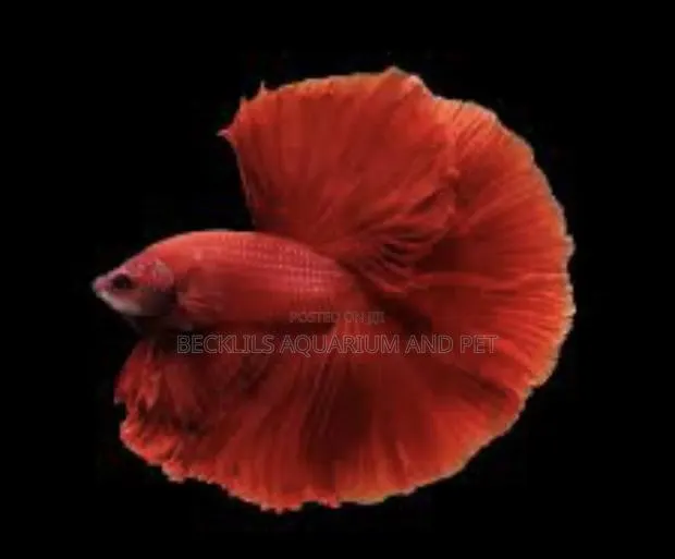 Full Moon Betta Fish · Photo 1