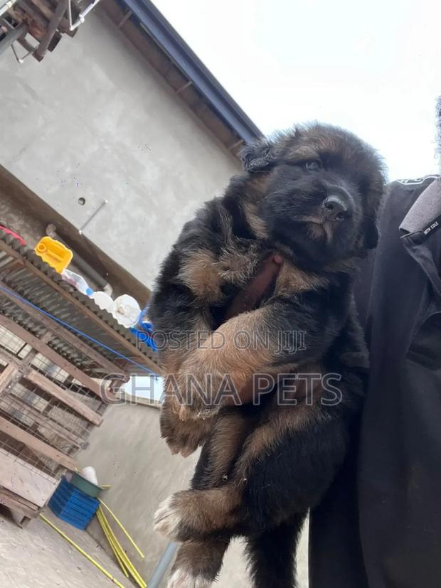 1-3 months Male Purebred German Shepherd · Photo 3