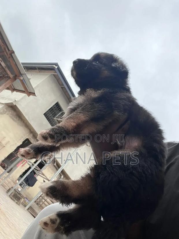 1-3 months Male Purebred German Shepherd · Photo 4