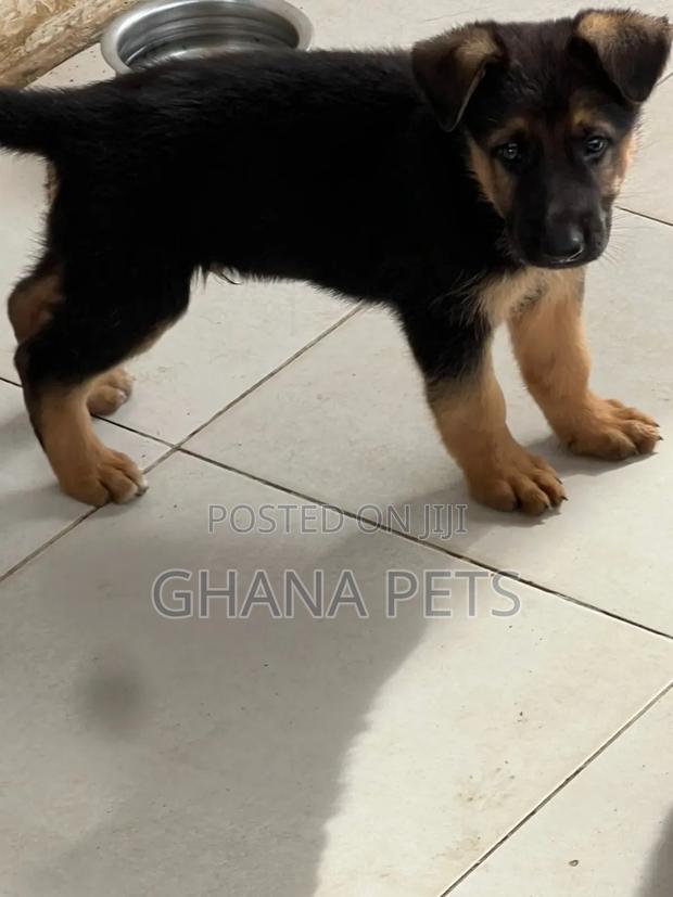 1-3 months Male Purebred German Shepherd