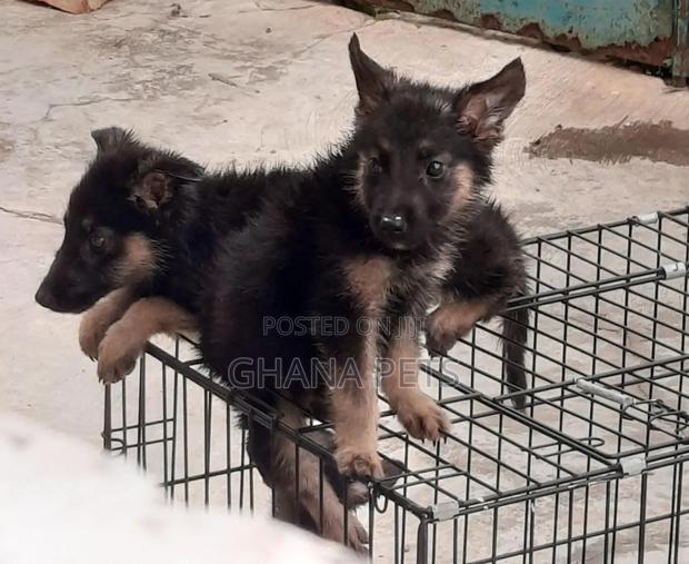 1-3 months Male Purebred German Shepherd · Photo 2